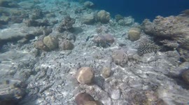 Powder Blue Surgeon Fish dancing/mating - Underwater GoPro Footage