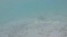 Black Tipped Reef Shark in the Indian Ocean near Vilamendhoo Resort