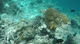 We found Nemo!  Go-Pro Footage of Clown Fish in The Indian Ocean