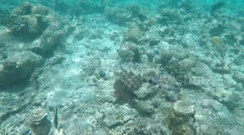 Underwater GoPro Footage of Black and White Clown Fish