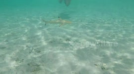 Underwater GoPro Footage of the Black Tipped Reef Shark