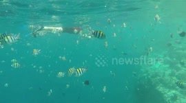 Snorkelling with hundreds of Sergeant Major Fish in The Maldives