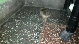 Baby peacock