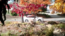 Deer feeding in Autumn neighborhood