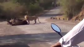 Road users watch helplessly as an angry lioness preys on a bull in the middle of a street in Gujarat, India