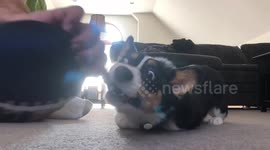 Corgi puppy loves being dragged around in circles