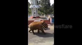 Wild elephant calmly strolls right through Indian village