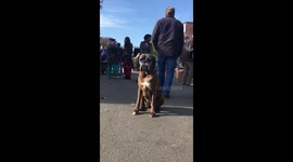 Stoic dog lets the world pass him by