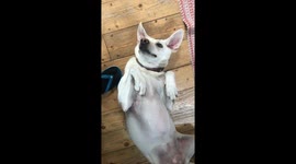 Dog lies flat on back and makes silly face