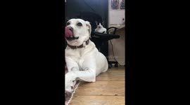 Cat and dog pose for video