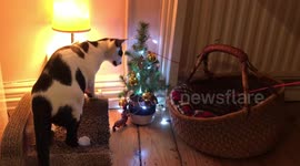 cat investigates mini Christmas tree