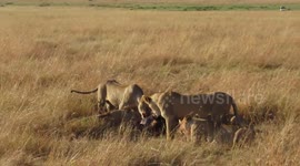 Lionesses having breakfast