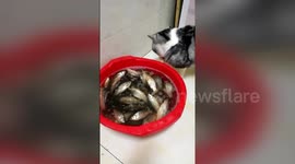 深圳:猫咪不敢吃鱼 只能委屈喝鱼汤