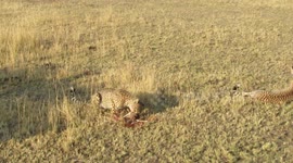 Cheetah having breakfast