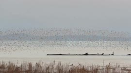 Belt of murmurating migratory birds