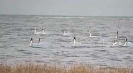 Swans and snow geese