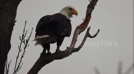 Bald eagle in delta