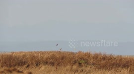 Short eared owl hunts marsh with harriers