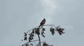 Beautiful young red tailed hawk