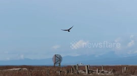 Northern harriers evasive moves to thwart crow attack