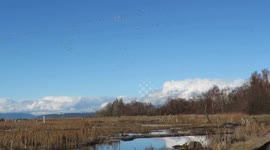 Snowgeese, northern harrier and red tailed hawk