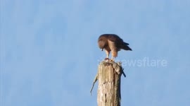 Red tailed hawk with prey