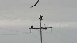 Bald eagle action
