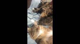 Fluffy Sleeping Cats