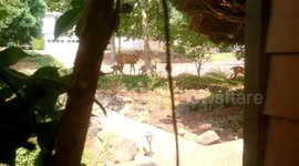 Spotted Baby Deer | Triplets