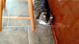 Kitten Cries Anytime Her Owner Tries To Leave