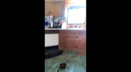 Dog barks at moose tird clock