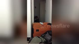 Determined puppy trespasses into room despite suitcase obstacle