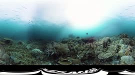 360° Coral reef with blacktip reef sharks (underwater video 4K)