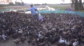 Feeding time for the ducks, a farmer feeds his ducks with some extra nourishment after a long day in the paddy field.