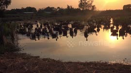 Ducks hurry home form the paddy field at sunset.
