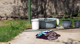 Monkey takes a dip to cool off #1
