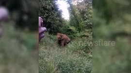 Angry tusker charges at tourists who went dangerously close to film Jumbo