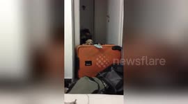 Determined puppy trespasses into room despite suitcase obstacle