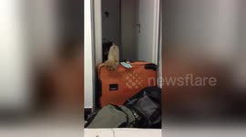 Determined puppy trespasses into room despite suitcase obstacle
