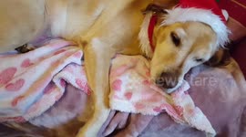 Cute Christmas Dog and cute newborn sleeping baby elf
