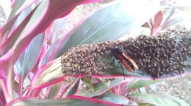 Wasp gets into a spot of bother after being surrounded by hundreds of smaller insects