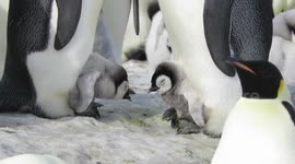 Sleepy emperor penguin chicks nestle adorably at parents' feet in Antarctica