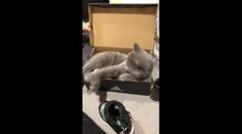 Baby playing with British shorthair kitty
