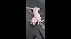 Stubborn Husky refuses to walk