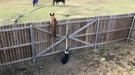 Dogs stare at grazing horses from behind fence
