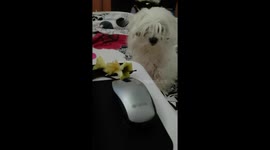 I want an Apple