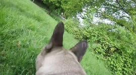French Bulldog goes walkies - Doggy Cam