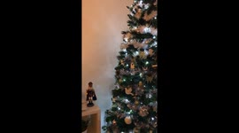 Hutchy’s First Christmas