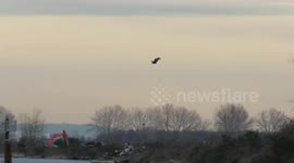 Bald eagle and Mount Baker