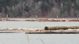 Bald Eagle pair on the Fraser River with logging tugboat
